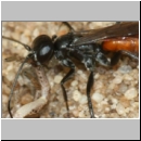 Arachnospila anceps - Wegwespe w004g 7-8mm mit Spinne - OS-Wallenhorst-Sandgrube-det.jpg